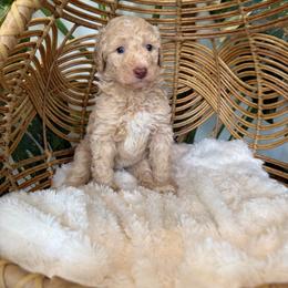 Girl 4 - Cream female Aussiedoodle puppy in Pomona, California from Socal Aussiedoodles
