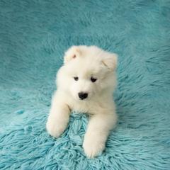 Samoyed Puppies from Rowan Hill Samoyeds