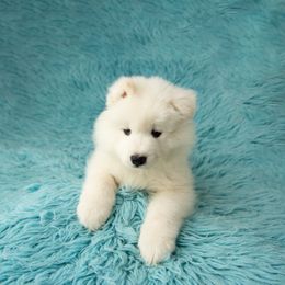 Samoyed Puppies from Rowan Hill Samoyeds