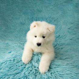 Samoyed Puppies from Rowan Hill Samoyeds