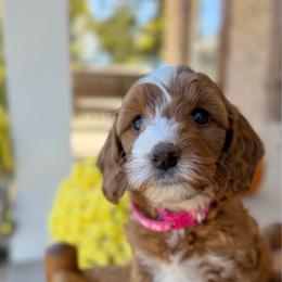 Autumn - Red  female Goldendoodle puppy in Cannon County, Tennessee from Hilltop Doodles and Poodles
