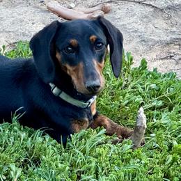 Maggie - Dachshund