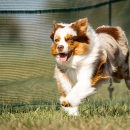 Maple - Miniature American Shepherd