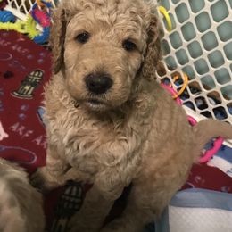 Goldendoodle, Schnoodle, and Sheepadoodle Puppies from Dood Ranch