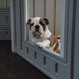 Bulldogs from Titian Bulldogs