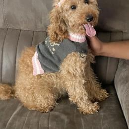 Kaia - Poodle