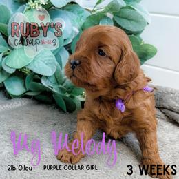 Cavapoo Puppies from Ruby's Cavapoos