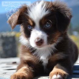 RTF-1 - Red tri-color female Miniature American Shepherd puppy in Baker City, Oregon from Back Country Aussies