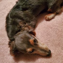 Dachshunds from Dandy Doxies of KY