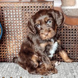 Urlacher - Chocolate female Australian Labradoodle puppy in Decatur, Alabama from Southern Meadows Doodles