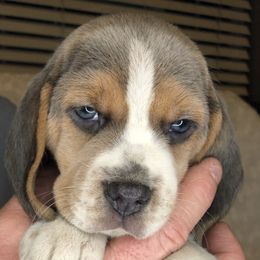 Beagles from Mountain River Beagles