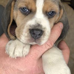Beagles from Mountain River Beagles