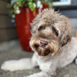 Penny - Australian Labradoodle