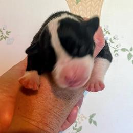 Girl 4 - female Alapaha Blue Blood Bulldog puppy in Grafton, Ohio from Eclipse Alapaha Kennels
