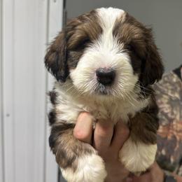 Dark Blue - Tri-color male Bernedoodle puppy in Petersburg, Michigan from Brittany’s Mini Bernedoodles