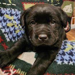 Green - Black male Labrador Retriever puppy in Siloam Springs, Arkansas from Karemy Kennels (Karemy Labradors)