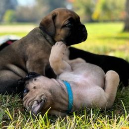 Cane Corso Puppies from PNW Cane Corsos