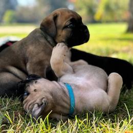 Cane Corso Puppies from PNW Cane Corsos
