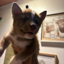 Boy 2 - Red and white male Siberian Husky puppy in Pelham, Alabama from Tails & Belles Dog Breeding