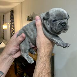 French Bulldog Puppies from Pardon My French Exquisite French Bulldogs