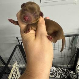 Clifford - Red male Dachshund puppy in Fredericksburg, Indiana from Blue River Mini Dachshunds