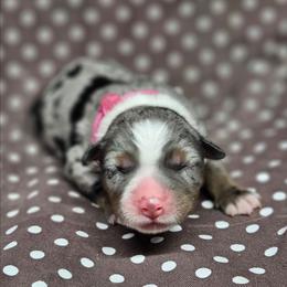 Tsireya - Blue merle female Miniature Australian Shepherd puppy in Orrtanna, Pennsylvania from Mountain Top Shepherd's