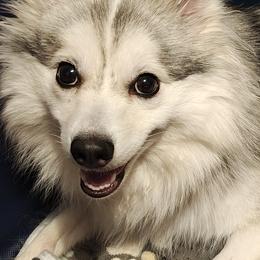Pomsky puppies from Idaho Pomsky