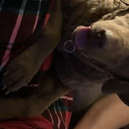 Chesapeake Bay Retrievers from Willowcreek Chesapeakes