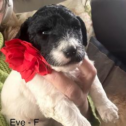 Eve - Parti female Poodle puppy in Greenwich, New York from MizzElle’s Standard Poodles