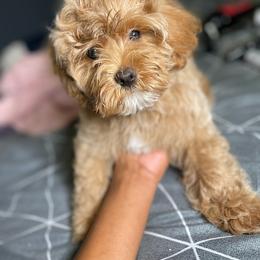 Maltipoo All Grown Up from Mini Paws kennel