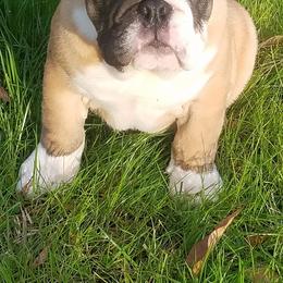 Bulldogs from AMZ Bulldogs