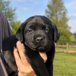 Valor (Pink Collar) - Black female Dilute Retriever puppy in Baldwin City, Kansas from Hedge Lane Labradors