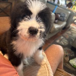 Boy 2 - Black and white male Saint Berdoodle puppy in Walbridge, Ohio from Jeff's St Berdoodles