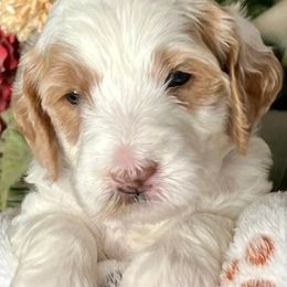 Goldendoodles from Bushman Doodles