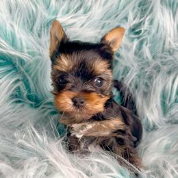 Peach - Blue and gold female Yorkshire Terrier puppy in Kendallville, Indiana from Yorkies Kisses