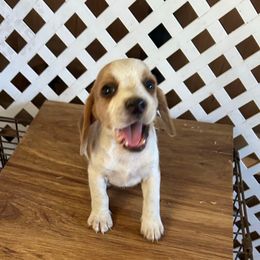 Boy1 - Red black and white male Beagle puppy in Lemoore, California from Linda's Puppies