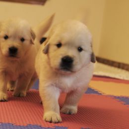 Golden Retriever Puppies from Honeysweet Goldens