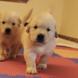 Golden Retriever Puppies from Honeysweet Goldens