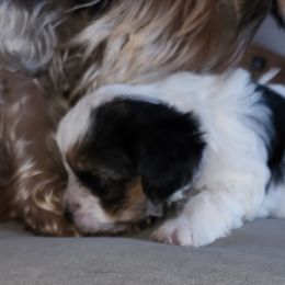 Yorkshire Terrier Puppies from Parti Time Yorkies Indy