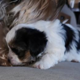 Yorkshire Terrier Puppies from Parti Time Yorkies Indy