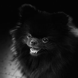 Aria - Pomeranian