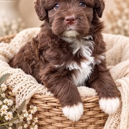 Harlow - Brown and white female Aussiedoodle puppy in Troy, South Carolina from Australian Shepherds of 3/W Farms