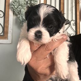 Lady Maddie - Black & white female Maltipoo puppy in Southern,, California from Maltipoo Tiny Pups & More
