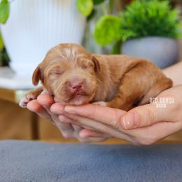 Bumble - Red  male Goldendoodle puppy in Salado, Texas from Red Ranch Dogs