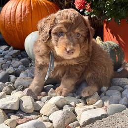 Waffles - Sable male Aussiedoodle puppy in Ellenburg Center, New York from Kristin's Puppies
