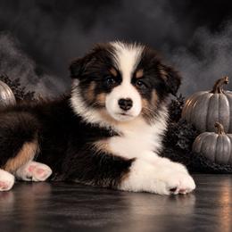 Tino - Black tri-color male Australian Shepherd puppy in Fultonville, New York from Sandy Aussies, Mini Dachshunds & Pomeranians