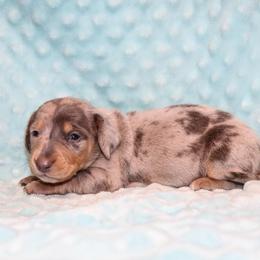 Baby Benton 3800 - Dapple male Dachshund puppy in Coldwater, Mississippi from Mississippi Shorties Miniature Dachshunds
