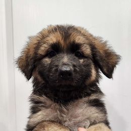 Girl 2 - Sable German Shepherd puppy in Ocala, Florida from Guardian Shepherds