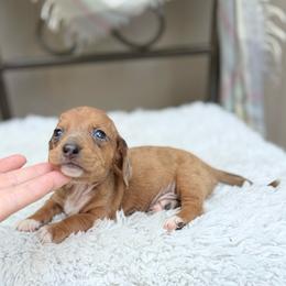 Sailor - Dapple male Dachshund puppy in Decatur, Mississippi from KP Dachshunds