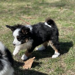 Sporty Mix Puppies from Ebonheart Kennel